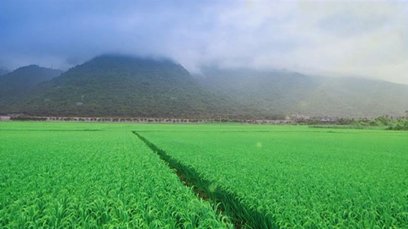 JING SI RICE | commercial